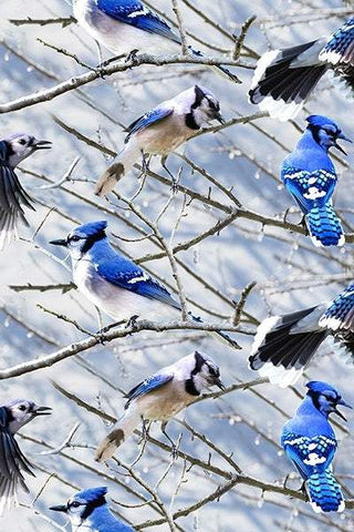 Call Of The Wild Digital Print By Hoffman Blue Jay