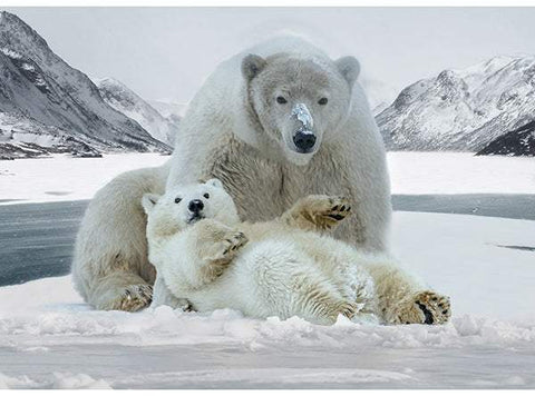 Call Of The Wild Spectrum Print By Hoffman Polar Bears